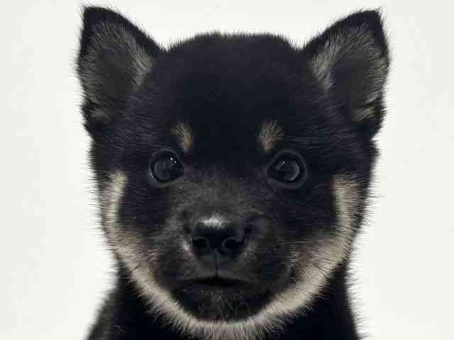 愛知県の柴犬(標準サイズ) (ひごペットフレンドリーららぽーと名古屋みなとアクルス店/2025年10月6日生まれ/男の子/黒)の子犬の1枚目の画像