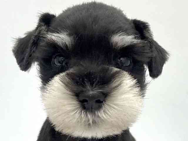 京都府のミニチュアシュナウザー (ひごペットフレンドリー京都店/2025年10月5日生まれ/男の子/ブラックシルバー)の子犬