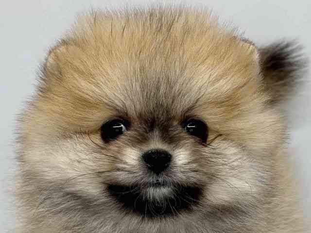 大阪府のポメラニアン (ひごペットフレンドリーセブンパーク天美店/2025年10月5日生まれ/女の子/オレンジセーブル)の子犬の1枚目の画像