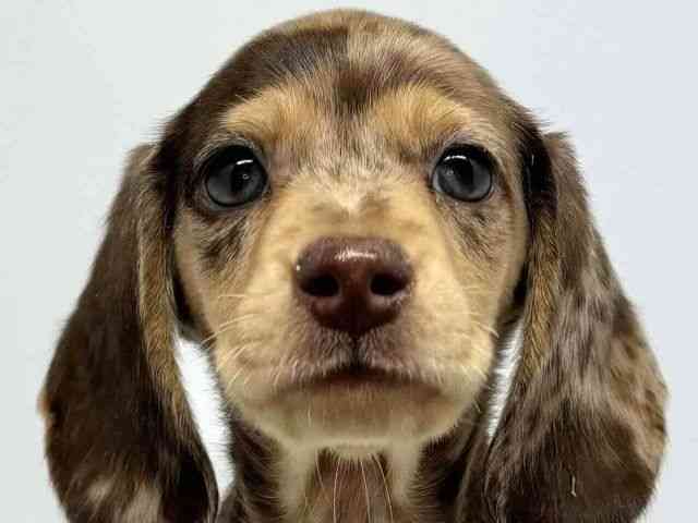 大阪府のミニチュアダックスフンド(スムース) (ひごペットフレンドリーセブンパーク天美店/2025年10月5日生まれ/男の子/チョコレートダップル)の子犬の1枚目の画像