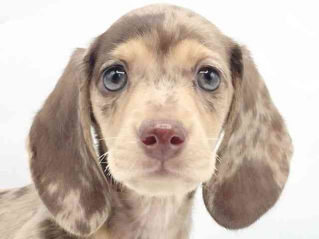 奈良県のミニチュアダックスフンド(スムース) (ひごペットフレンドリートナリエ大和高田店/2025年10月5日生まれ/男の子/チョコレートダップル)の子犬の1枚目の画像