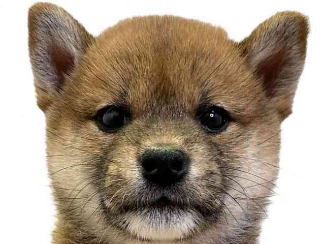 愛媛県の柴犬(標準サイズ) (ひごペットフレンドリーエミフルMASAKI店/2025年10月4日生まれ/男の子/赤)の子犬