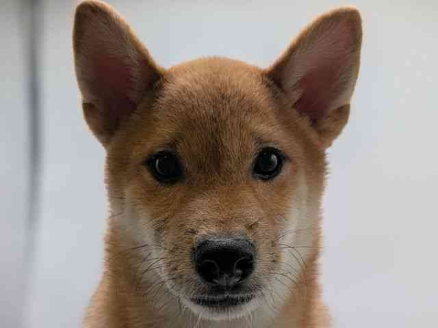 香川県の柴犬(標準サイズ) (ひごペットフレンドリーゆめタウン高松店/2025年10月4日生まれ/男の子/赤)の子犬の1枚目の画像