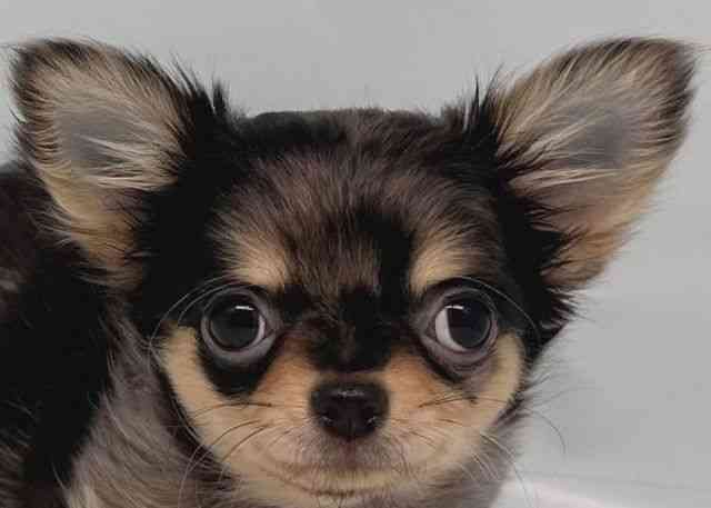 鳥取県のチワワ(ロング) (ひごペットフレンドリーイオンモール鳥取北店/2025年10月5日生まれ/女の子/ブルーマール)の子犬の1枚目の画像