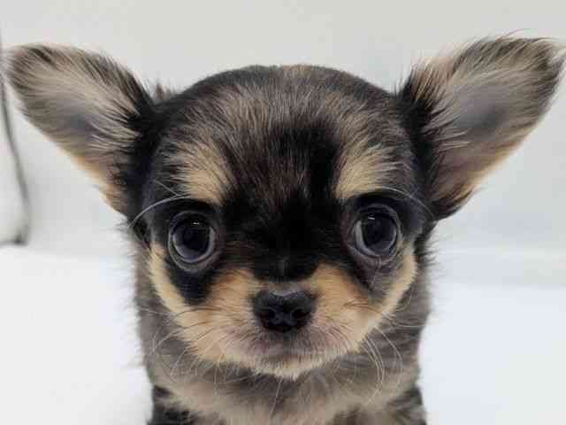 京都府のチワワ(ロング) (ひごペットフレンドリー京都店/2025年10月5日生まれ/女の子/ブルーマール)の子犬