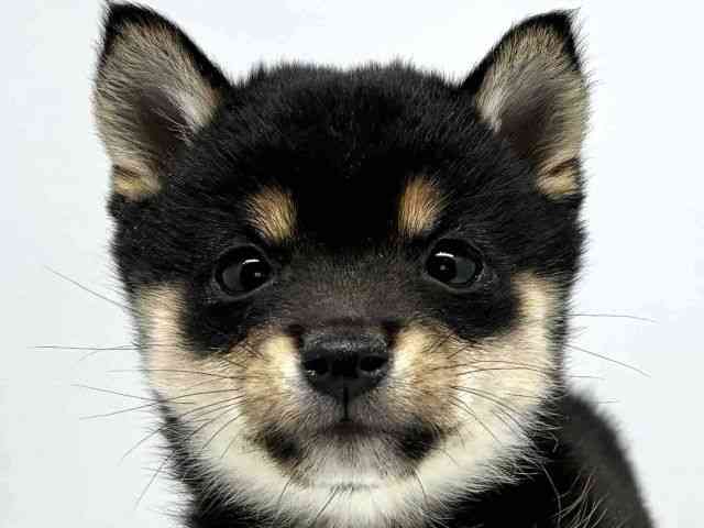 大阪府の柴犬(標準サイズ) (ひごペットフレンドリーセブンパーク天美店/2025年10月3日生まれ/女の子/黒)の子犬の1枚目の画像