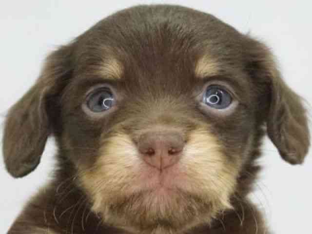 福岡県のチワックス(チワワ×ダックス) (ひごペットフレンドリーゆめタウン筑紫野店/2025年10月7日生まれ/男の子/チョコレートタン)の子犬の1枚目の画像