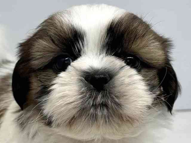 大阪府のシーズー (ひごペットフレンドリーセブンパーク天美店/2025年10月7日生まれ/男の子/ゴールドホワイト)の子犬の1枚目の画像