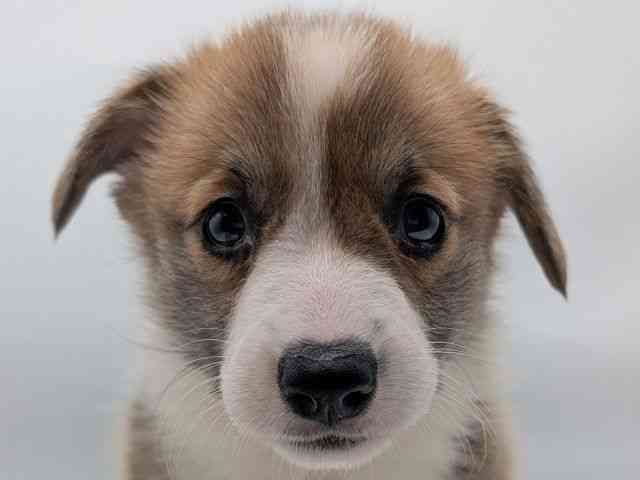 香川県のウェルシュコーギーペンブローク (ひごペットフレンドリーゆめタウン高松店/2025年10月6日生まれ/男の子/レッドホワイト)の子犬