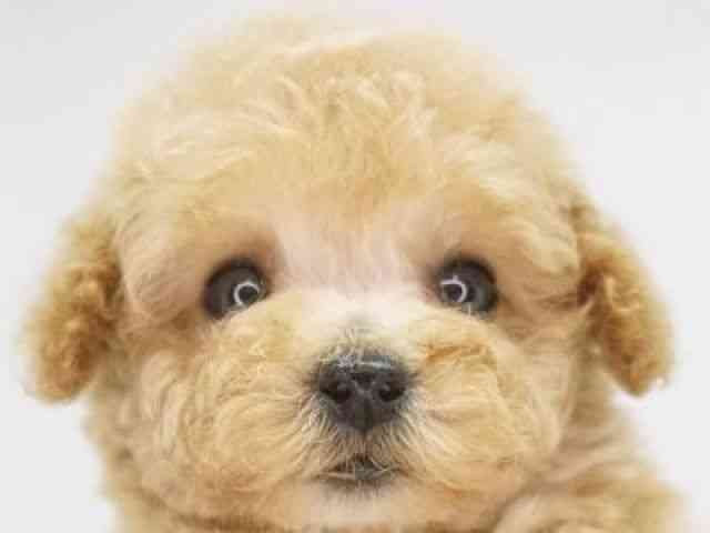 福岡県のトイプードル(トイ) (ひごペットフレンドリーゆめタウン筑紫野店/2025年10月5日生まれ/女の子/クリーム)の子犬