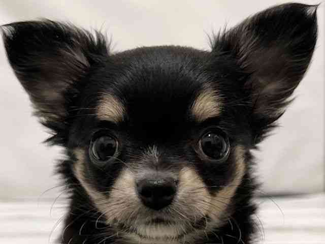 和歌山県のチワワ(ロング) (ひごペットフレンドリーパームシティ和歌山店/2025年10月7日生まれ/女の子/ブラッククリームホワイト)の子犬の1枚目の画像