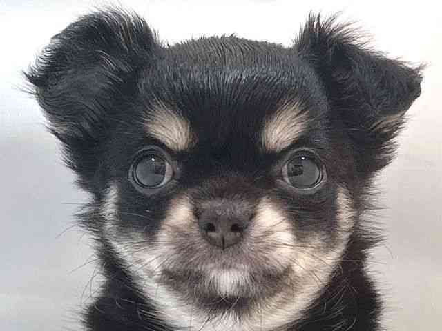 大阪府のチワワ(ロング) (ひごペットフレンドリー堺プラットプラット店/2025年10月7日生まれ/女の子/ブラッククリームホワイト)の子犬の1枚目の画像