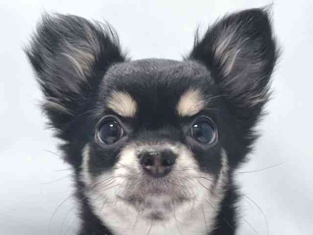 大阪府のチワワ(ロング) (ひごペットフレンドリー堺プラットプラット店/2025年10月7日生まれ/女の子/ブラッククリームホワイト)の子犬の1枚目の画像