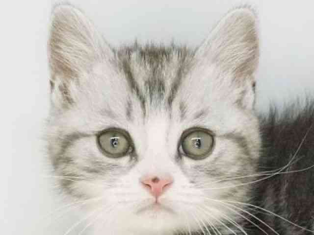 福岡県のマンチカン (ひごペットフレンドリーゆめタウン筑紫野店/2025年10月4日生まれ/男の子/シルバータビーホワイト)の子猫の1枚目の画像