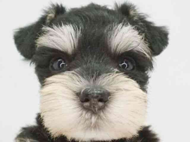 福岡県のミニチュアシュナウザー (ひごペットフレンドリーゆめタウン筑紫野店/2025年10月5日生まれ/女の子/ブラックシルバー)の子犬の1枚目の画像