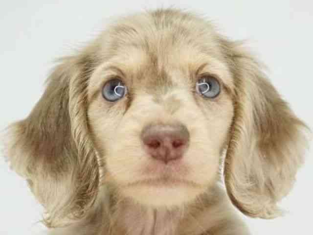 福岡県のミニチュアダックスフンド(ロング) (ひごペットフレンドリーゆめタウン筑紫野店/2025年10月5日生まれ/女の子/チョコレートダップル)の子犬