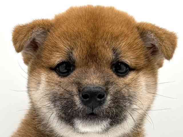 奈良県の柴犬(標準サイズ) (ひごペットフレンドリー田原本店/2025年10月4日生まれ/女の子/赤)の子犬の1枚目の画像