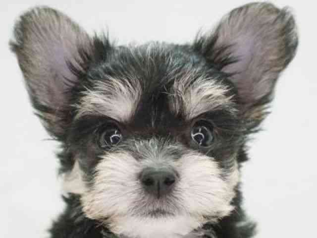 福岡県のマルキー/マルヨーキー(マルチーズ×ヨークシャーテリア) (ひごペットフレンドリーゆめタウン筑紫野店/2025年10月5日生まれ/女の子/ブラッククリーム)の子犬の1枚目の画像