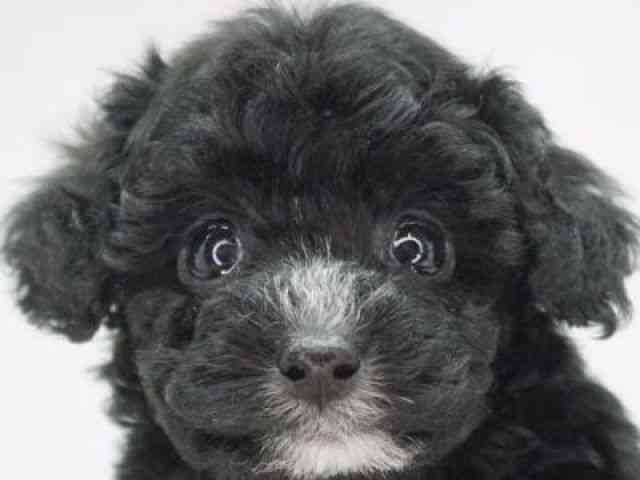 福岡県のマルプー(マルチーズ×プードル) (ひごペットフレンドリーゆめタウン筑紫野店/2025年10月4日生まれ/男の子/ブラック)の子犬