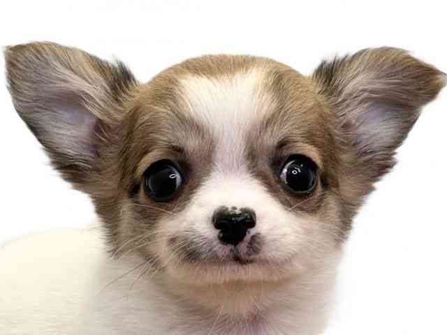 愛媛県のチワワ(ロング) (ひごペットフレンドリーエミフルMASAKI店/2025年10月2日生まれ/女の子/ホワイトフォーン)の子犬