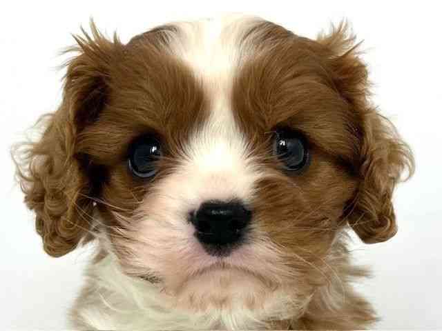 大阪府のキャバリアキングチャールズスパニエル (ひごペットフレンドリーベルファⅡ都島店/2025年10月6日生まれ/男の子/ブレンハイム)の子犬の1枚目の画像