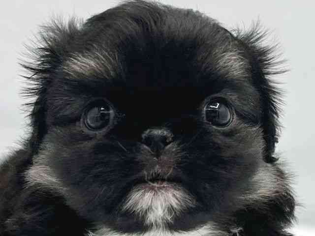 大阪府のペキニーズ (ひごペットフレンドリーイトーヨーカドー津久野店/2025年10月6日生まれ/男の子/ブラックタンホワイト)の子犬の1枚目の画像