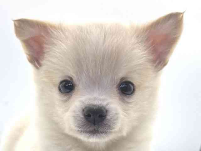 愛知県のハーフ犬・ミックス犬 (ひごペットフレンドリープライムツリー赤池店/2025年10月5日生まれ/男の子/クリーム)の子犬の1枚目の画像