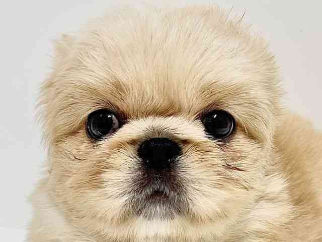 奈良県のペキニーズ (ひごペットフレンドリーイオンモール橿原ウエスト・ビレッジ店/2025年10月1日生まれ/男の子/クリームホワイト)の子犬の1枚目の画像