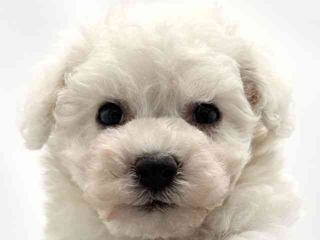 兵庫県のビションフリーゼ (ひごペットフレンドリークラウンパーク伊丹店/2025年10月5日生まれ/男の子/ホワイト)の子犬の1枚目の画像