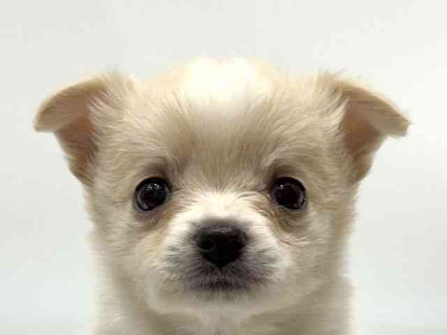 愛知県のハーフ犬・ミックス犬 (ひごペットフレンドリーヴィアモール アピタ江南西店/2025年10月5日生まれ/女の子/クリーム)の子犬の1枚目の画像