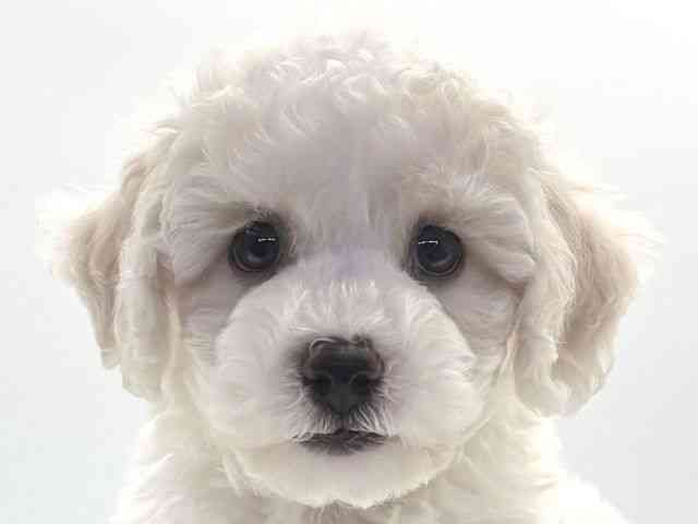 愛知県のビションフリーゼ (ひごペットフレンドリープライムツリー赤池店/2025年10月2日生まれ/男の子/ホワイト)の子犬の1枚目の画像