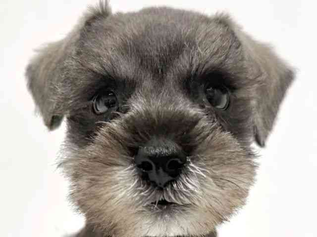 大阪府のミニチュアシュナウザー (ひごペットフレンドリーイオン高槻店/2025年9月30日生まれ/男の子/ソルトペッパー)の子犬の1枚目の画像