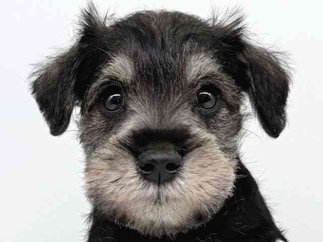 大阪府のミニチュアシュナウザー (ひごペットフレンドリー瓜破店/2025年10月5日生まれ/男の子/ソルトペッパー)の子犬の1枚目の画像