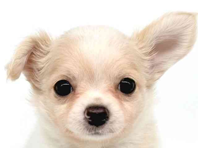 大阪府のチワワ(ロング) (ひごペットフレンドリー瓜破店/2025年10月5日生まれ/男の子/ホワイトクリーム)の子犬の1枚目の画像