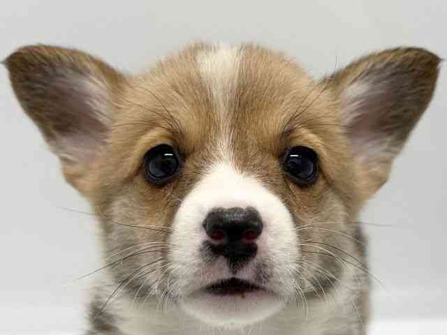 京都府のウェルシュコーギーペンブローク (ひごペットフレンドリー京都店/2025年10月1日生まれ/女の子/レッドホワイト)の子犬