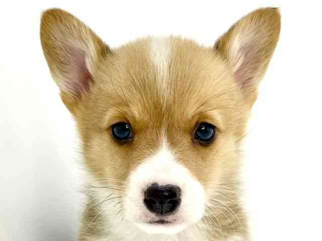 大阪府のウェルシュコーギーペンブローク (ひごペットフレンドリーいこらもーる泉佐野店/2025年10月1日生まれ/男の子/レッドホワイト)の子犬の1枚目の画像