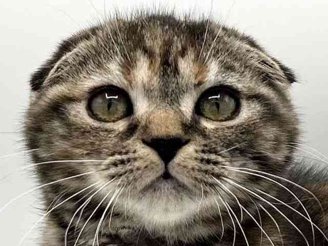 京都府のスコティッシュフォールド (ひごペットフレンドリーイオンモール高の原店/2025年10月6日生まれ/女の子/ブラウンパッチドタビー)の子猫の1枚目の画像