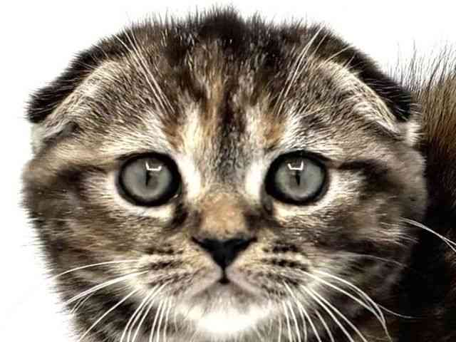 兵庫県のスコティッシュフォールド (ひごペットフレンドリークラウンパーク伊丹店/2025年10月6日生まれ/女の子/ブラウンパッチドタビー)の子猫の1枚目の画像