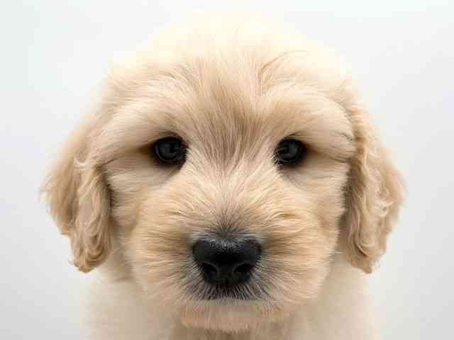 奈良県のゴールデンドゥードゥル(ゴールデン×プードル) (ひごペットフレンドリー田原本店/2025年10月2日生まれ/男の子/クリーム)の子犬の1枚目の画像