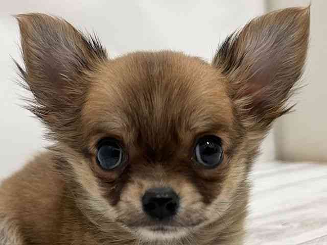 和歌山県のチワワ(ロング) (ひごペットフレンドリーパームシティ和歌山店/2025年10月4日生まれ/女の子/フォーン)の子犬の1枚目の画像