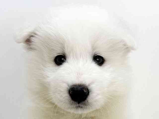 大阪府のサモエド (ひごペットフレンドリーいこらもーる泉佐野店/2025年10月6日生まれ/男の子/ホワイト)の子犬の1枚目の画像