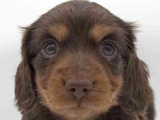 大阪府のカニンヘンダックスフンド(ロング) (ひごペットフレンドリーイオンそよら海老江店/2025年10月7日生まれ/男の子/チョコレートタン)の子犬の1枚目の画像