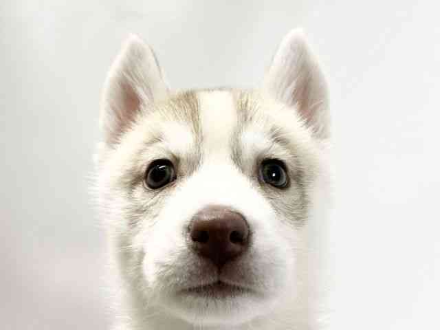 愛媛県のシベリアンハスキー (ひごペットフレンドリーイオンモール今治新都市店/2025年10月6日生まれ/女の子/レッドホワイト)の子犬の1枚目の画像