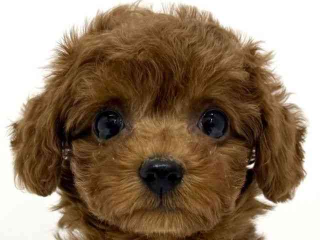 大阪府のトイプードル(トイ) (ひごペットフレンドリーくずはモール店/2025年10月8日生まれ/女の子/レッド)の子犬の1枚目の画像