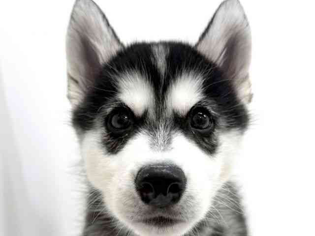 大阪府のシベリアンハスキー (ひごペットフレンドリーくずはモール店/2025年10月7日生まれ/男の子/ブラックホワイト)の子犬の1枚目の画像