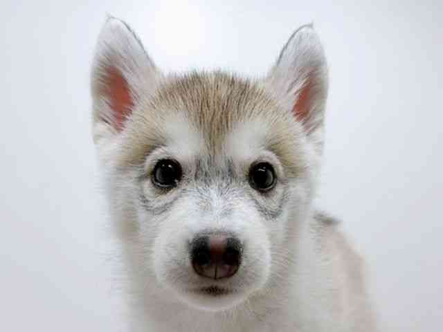 広島県のシベリアンハスキー (ひごペットフレンドリーフジグラン神辺店/2025年10月7日生まれ/男の子/シルバーホワイト)の子犬の1枚目の画像