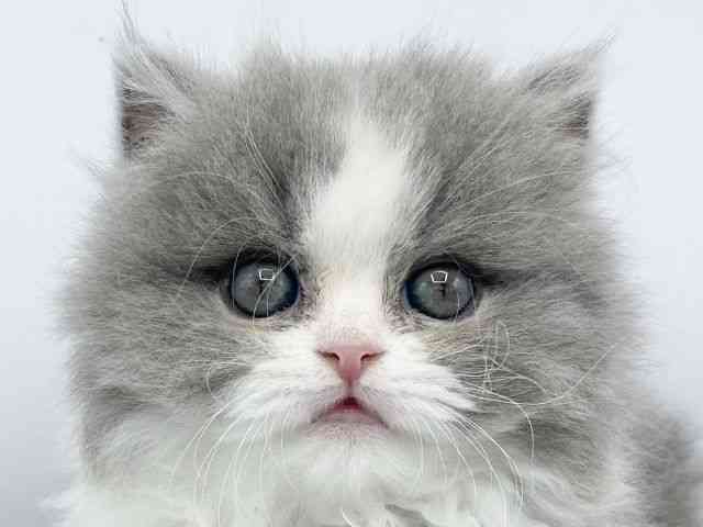 大阪府のブリティッシュロングヘアー (ひごペットフレンドリーららぽーとEXPOCITY店/2025年10月8日生まれ/女の子/ブルーホワイト)の子猫の1枚目の画像