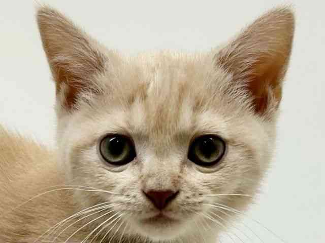 兵庫県のマンチカン (ひごペットフレンドリーブルメールHAT神戸店/2025年10月6日生まれ/男の子/クリーム)の子猫の1枚目の画像