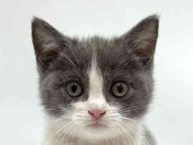 愛知県のマンチカン (ひごペットフレンドリーヴィアモール アピタ江南西店/2025年10月6日生まれ/女の子/ブルーホワイト)の子猫の1枚目の画像