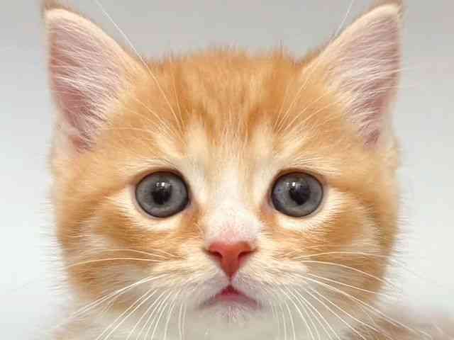 大阪府のミヌエット (ひごペットフレンドリー岸和田店/2025年10月7日生まれ/男の子/レッドタビーホワイト)の子猫の1枚目の画像